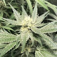 Sour Sundae Special